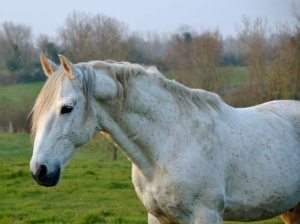 Berberzuchthengst Hizahau-2013