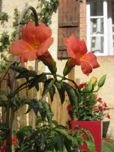 Argile-dor-Ferien-in-Frankreich-Garten