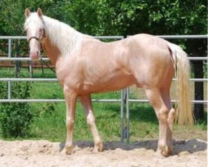 Lusitano Easy Blue des Plots