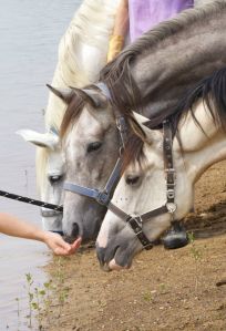 Sommerspaziergang-Wasser