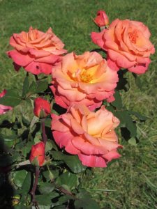 Argile-dor-Herbstfarben-Rosen