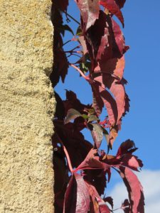 Argile-dor-Herbstfarben-Wilder-Wein-3