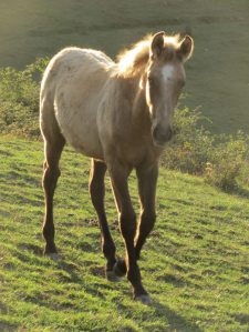 Diamond-29.09.13 (602x800)