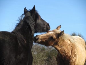 Yara und Diamond-Winterweide