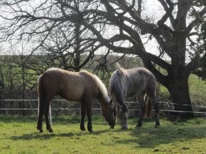 Ben Baran-und-Diamond-März-14
