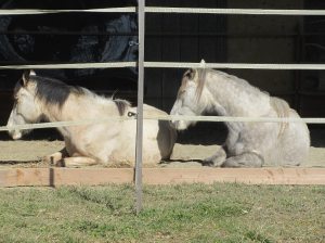 Beida&Ben-Feb.15-2 (1024x768)