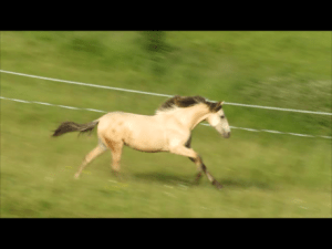 5.1-Deseada-Juni-14-1