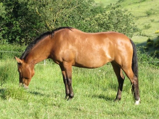 euforica-0612-1-1024x768