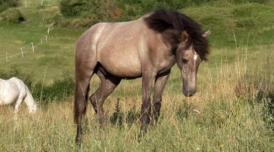 Fadir d'Argile d'Or-Juli-16-3