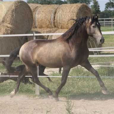 mas-sam-vater-von-deva-1