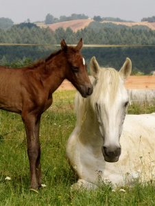 Fadir-Ouassane-12.6.15-1