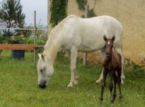 Fadir-Ouassane-13.6.15-2