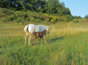 Ouassane&Fadir-26.06.15-1