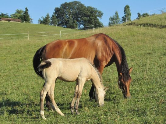 Euforica&amp;Deseada