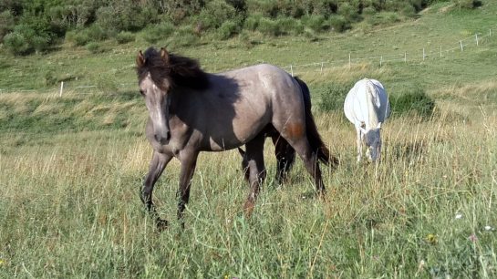 Fadir d'Argile d'Or-Juli-16-4