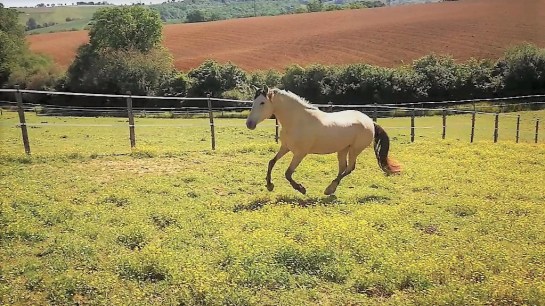 VID_20180511_110118_Moment1